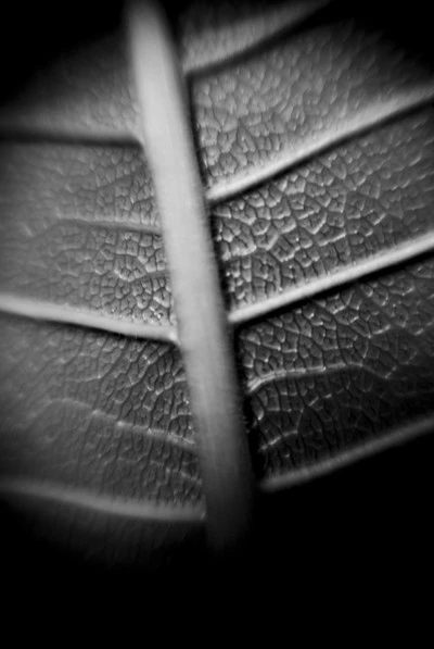 b_wleafback