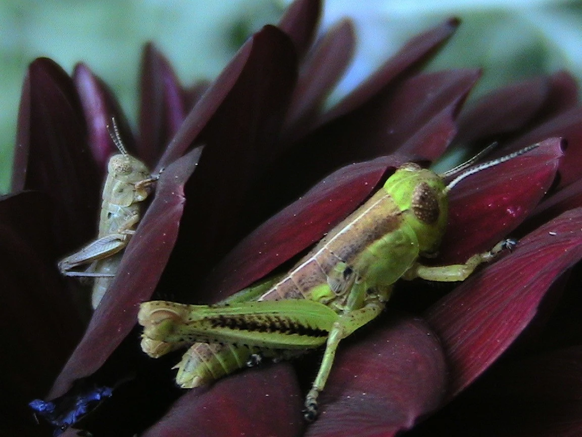 baby and mother grasshopper