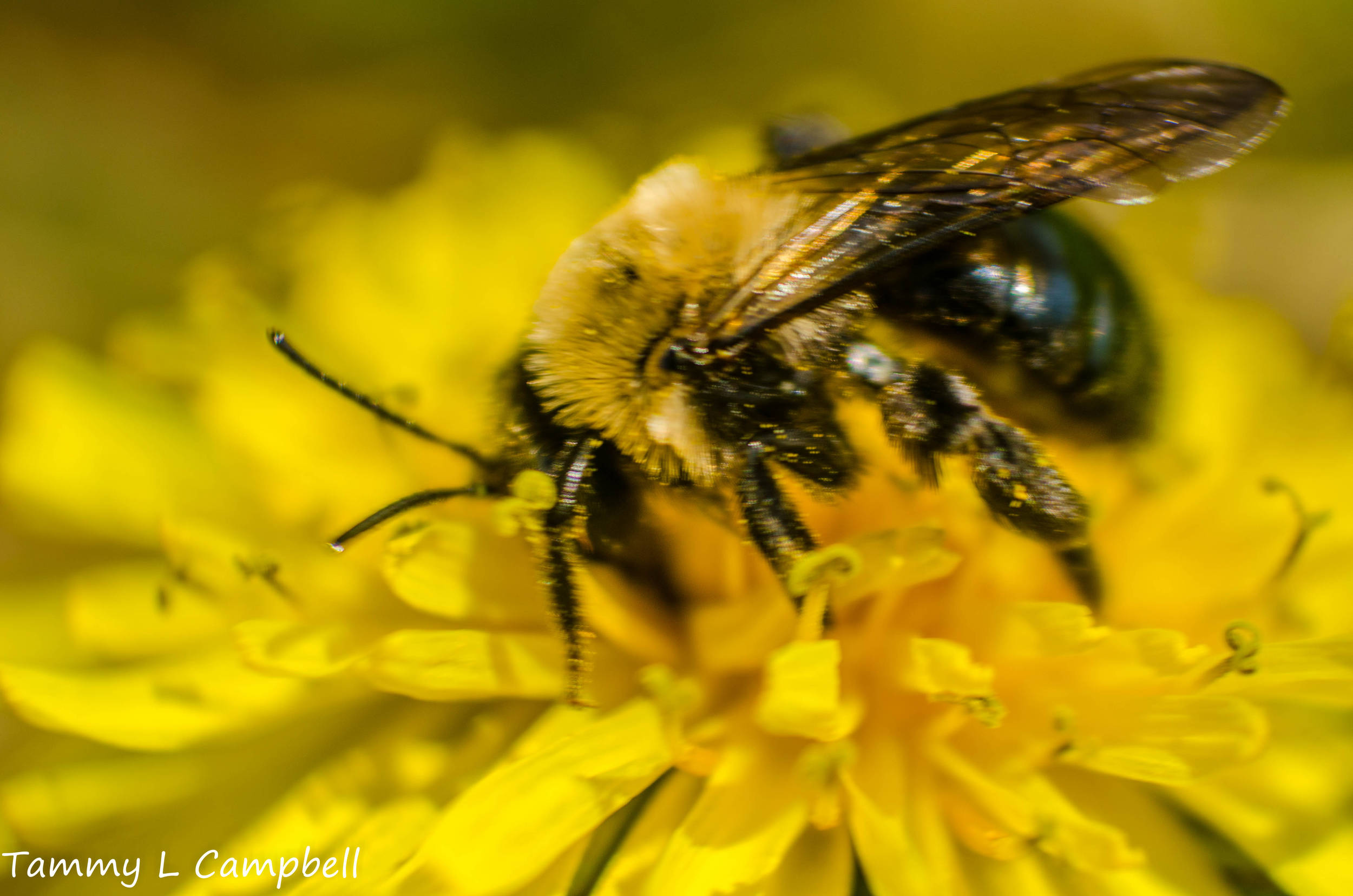 baby bumble bee..