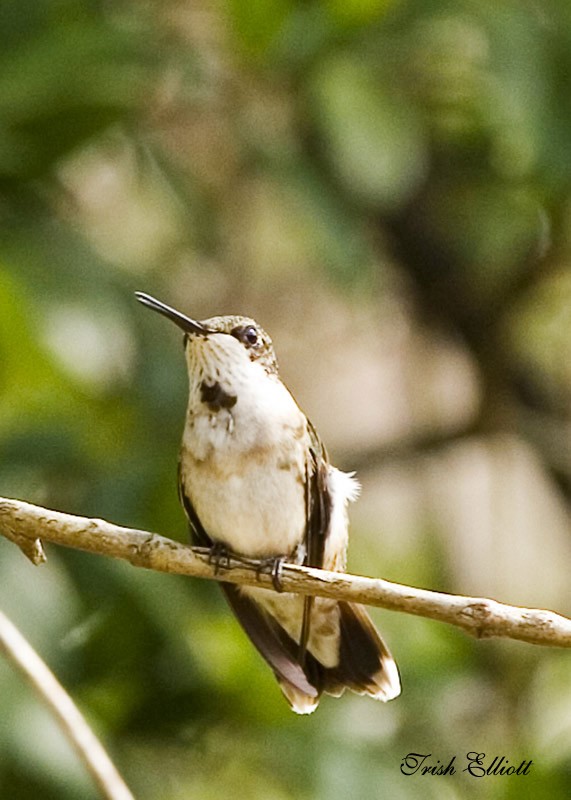 backyard birds2