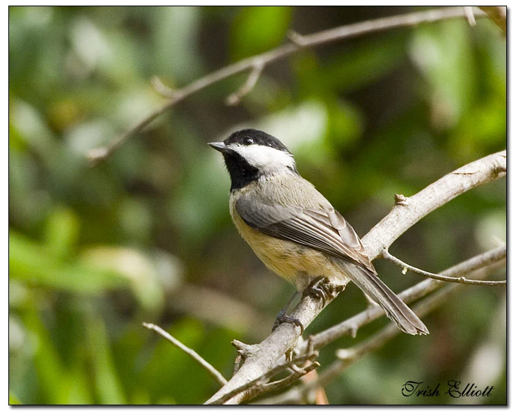 backyard birds3