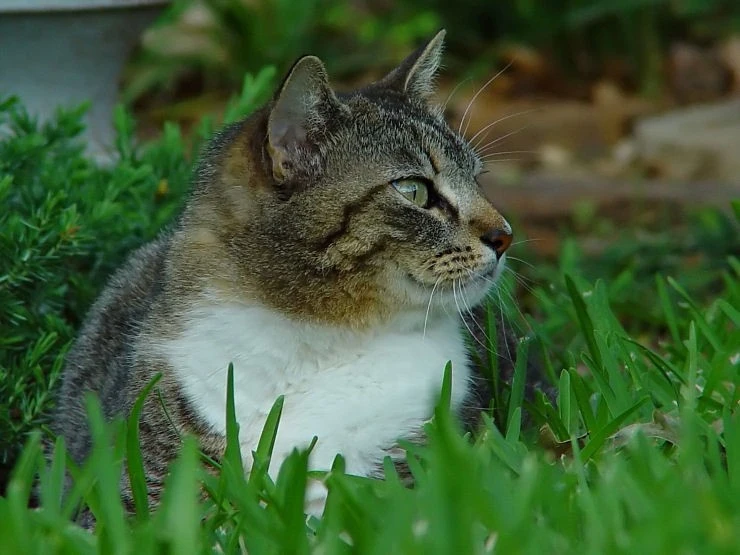 Backyard Lioness
