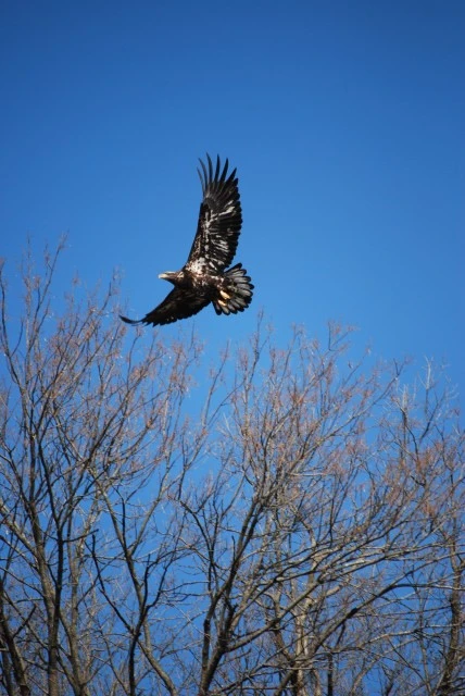 bald_eagle_email