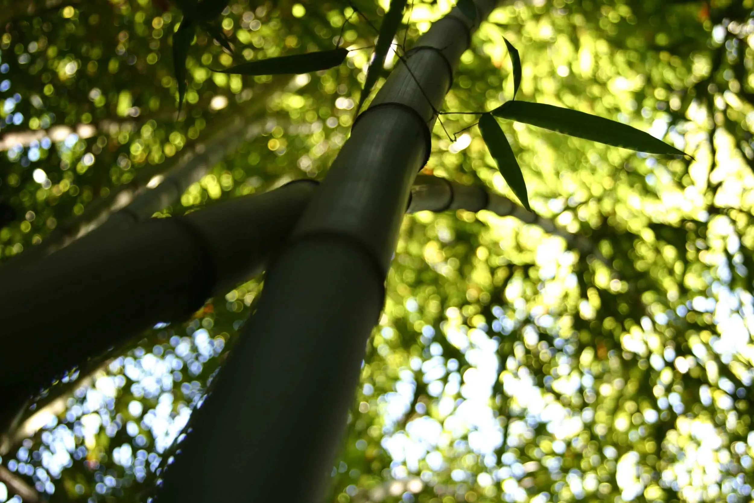 bamboo4web