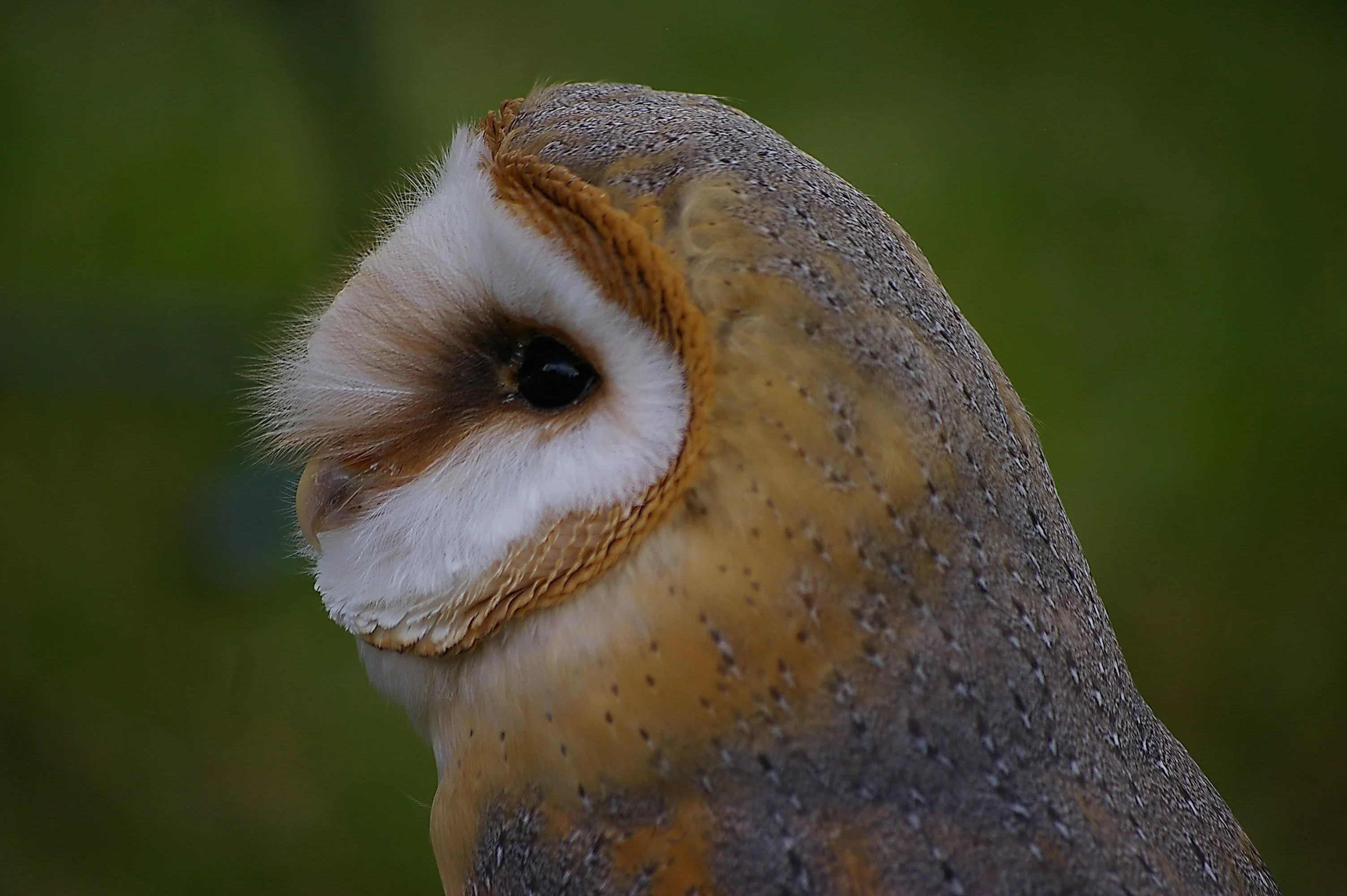 barn owl
