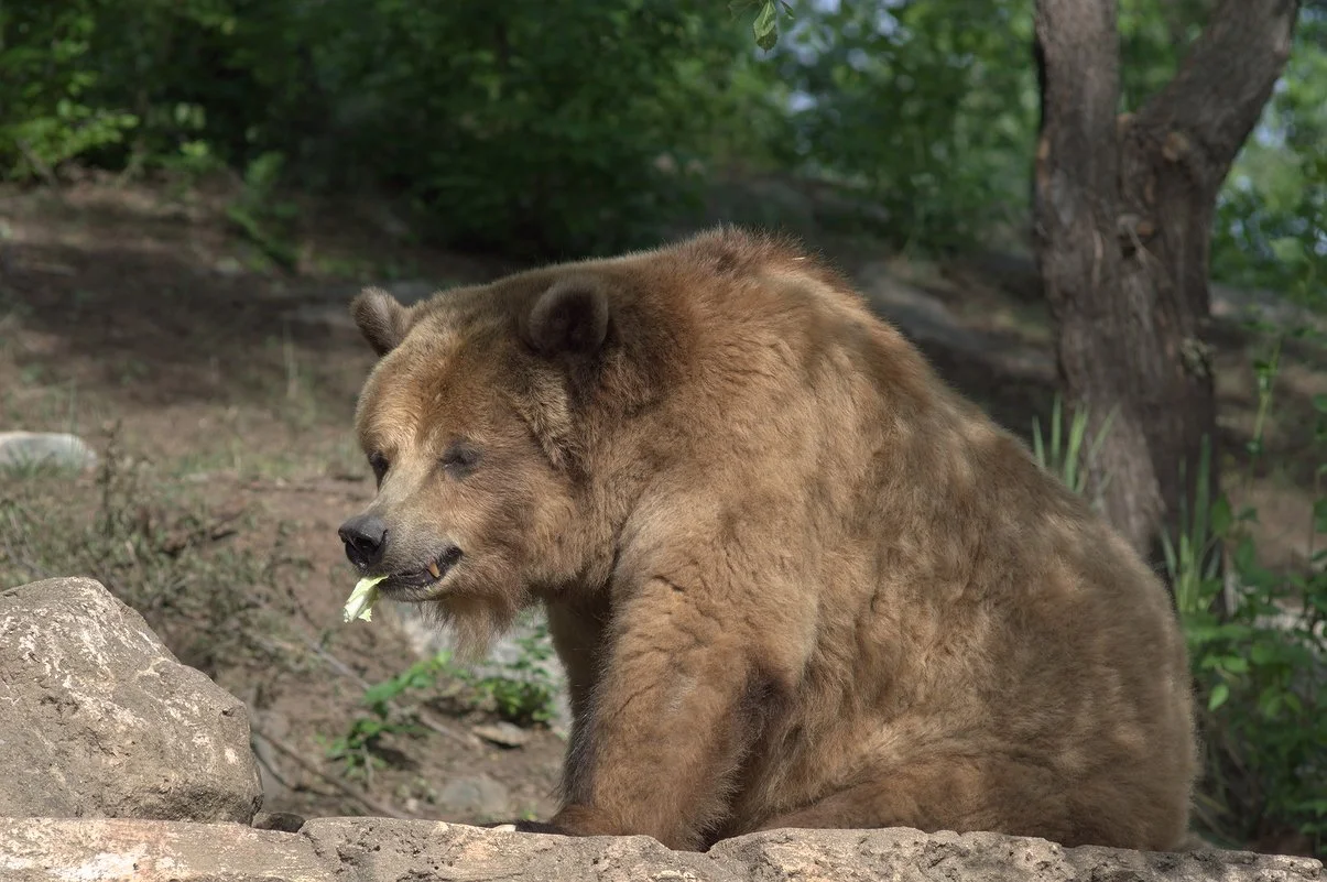 Bear2.webp