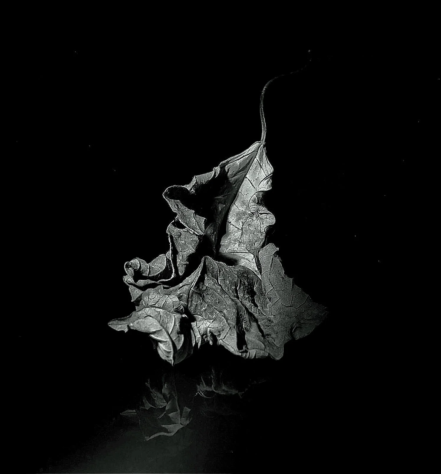 Beautiful old leaf | The Photography Forum