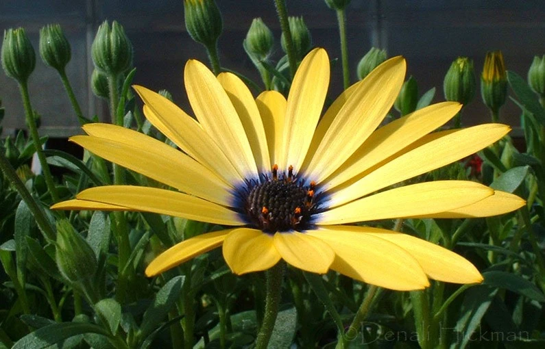 Beautiful Simplicity