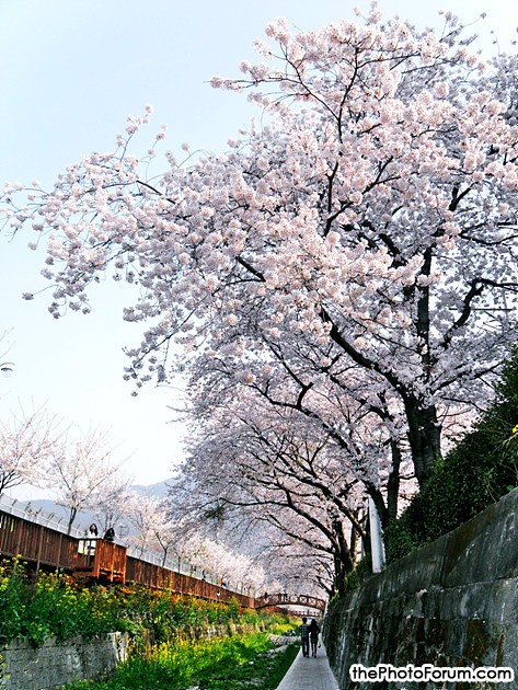 Beautiful spring in South Korea