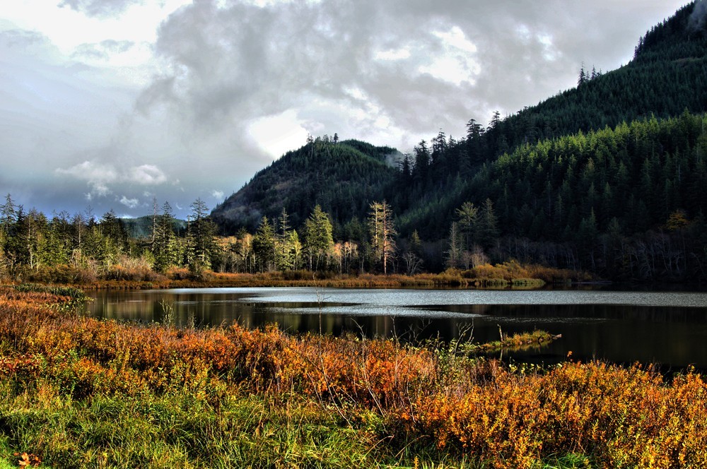 Beaver pond