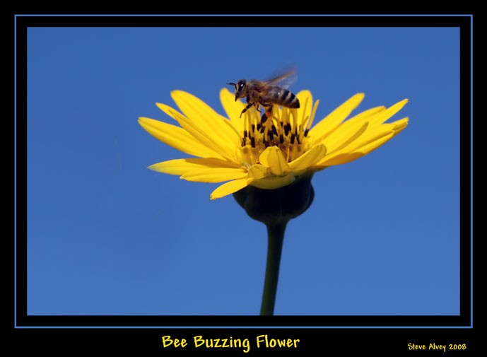 Bee Buzzing Yellow Flower