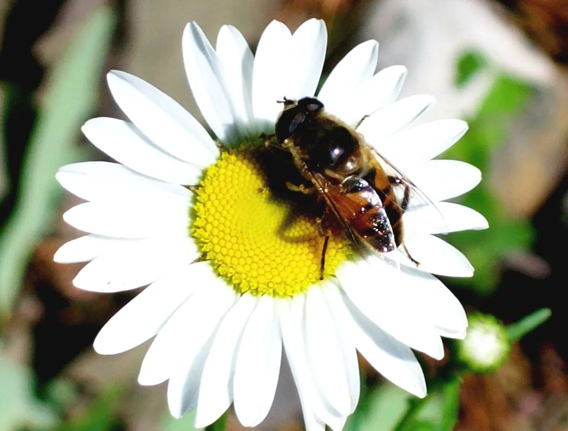 Bee on flower (no vingette)