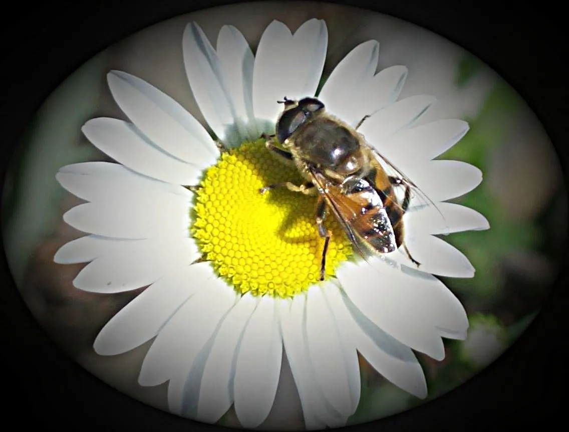 Bee on flower