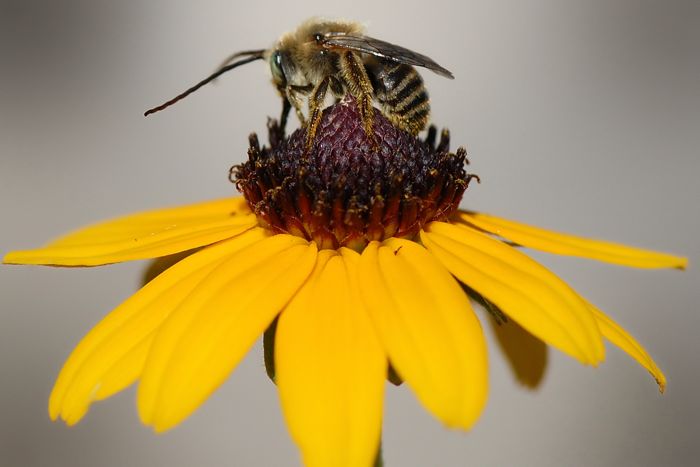 Bee On Flower