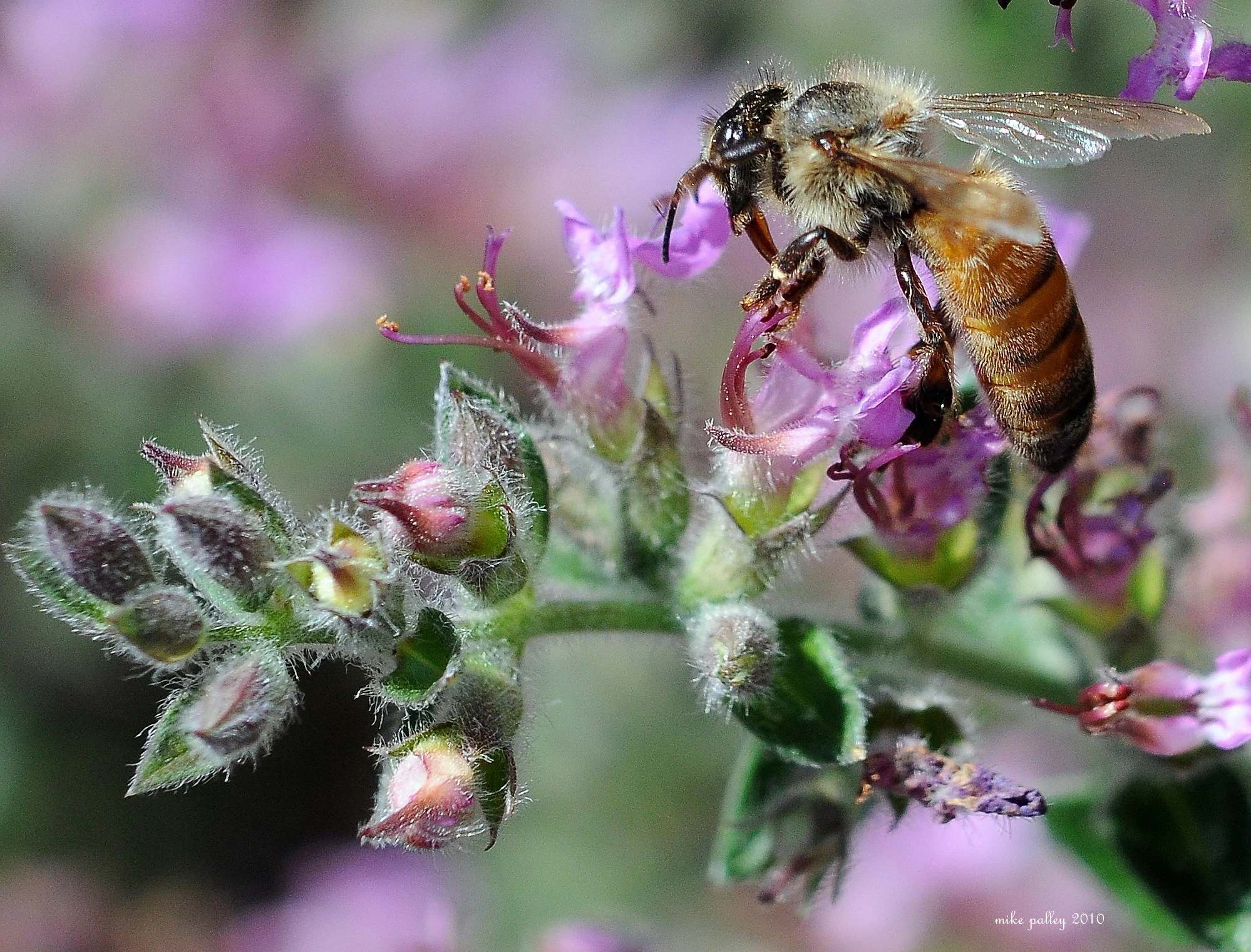 BEE ON WILD FLOWER