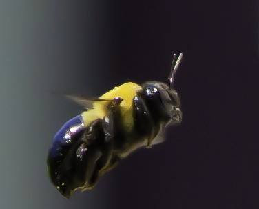 bee single