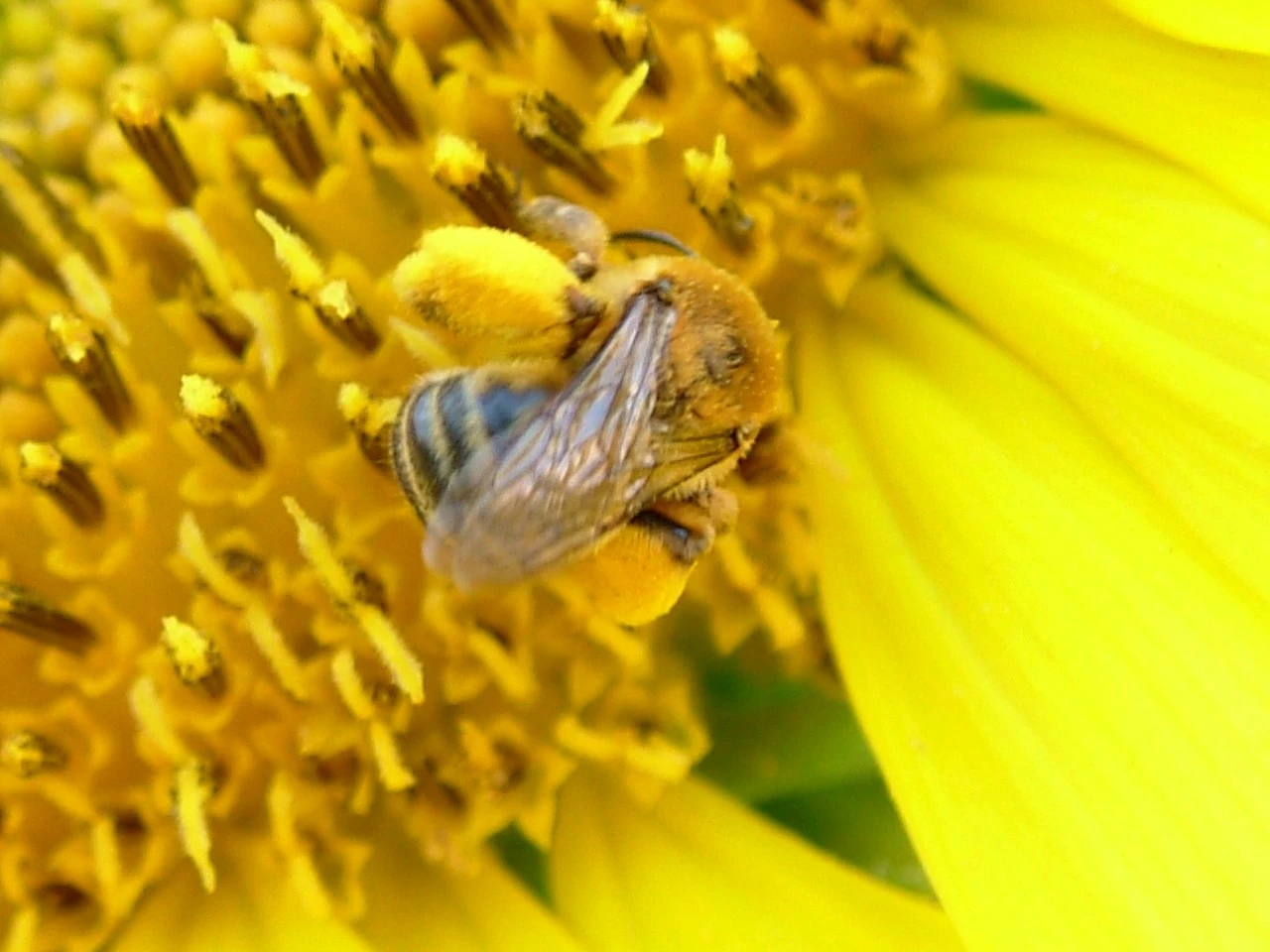 bee