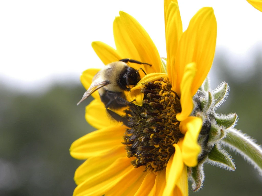 Bee_at_the_zoo