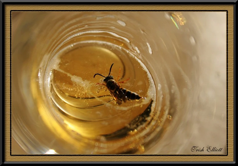 BeerBee