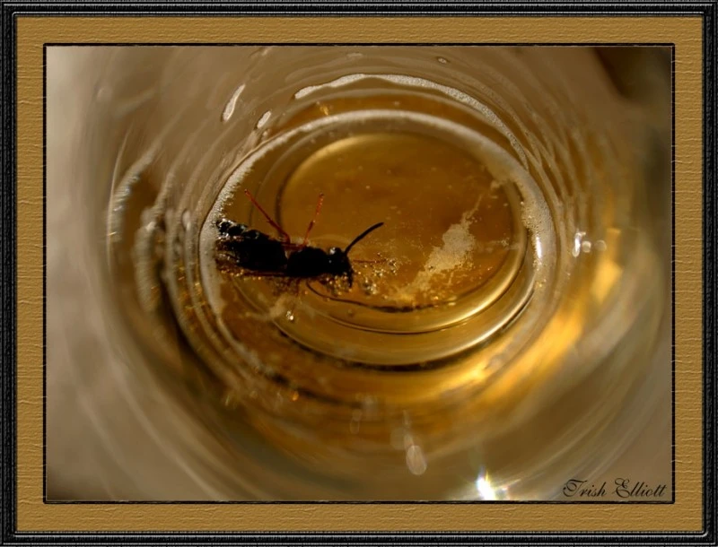 BeerWasp