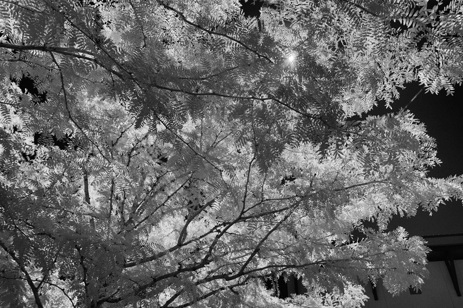 Beneath the Tree