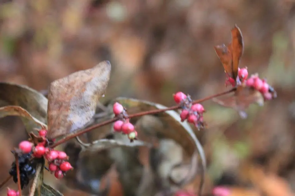 Berries in the fall
