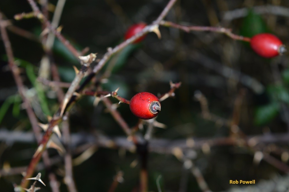 Berry Picking