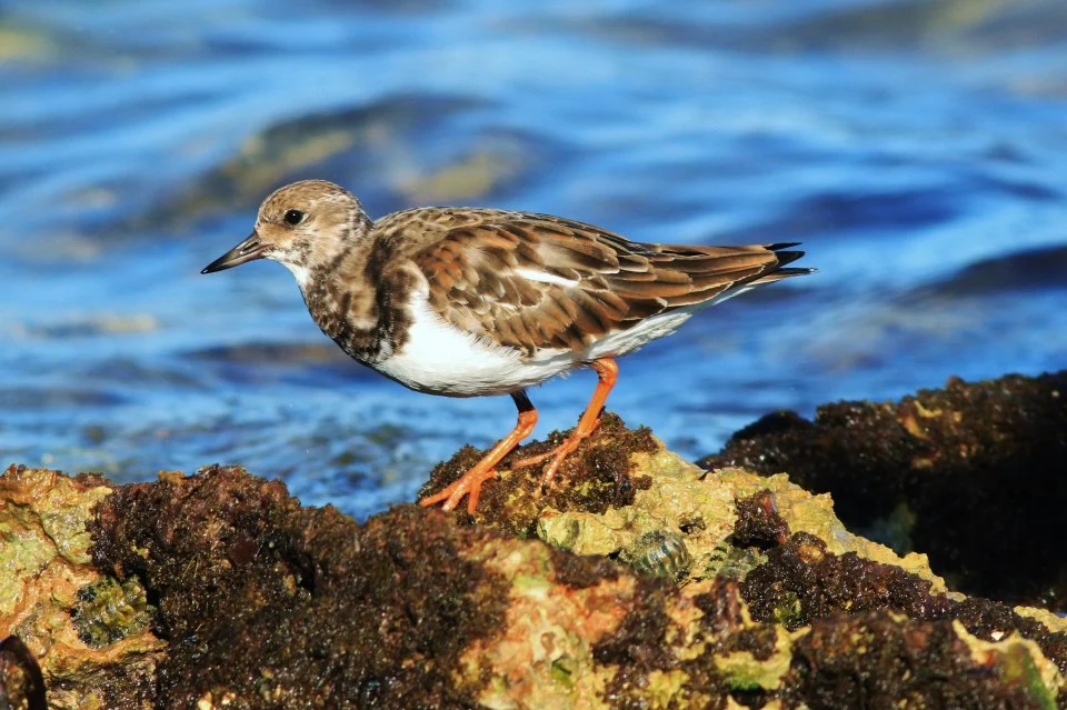 Bird #410012