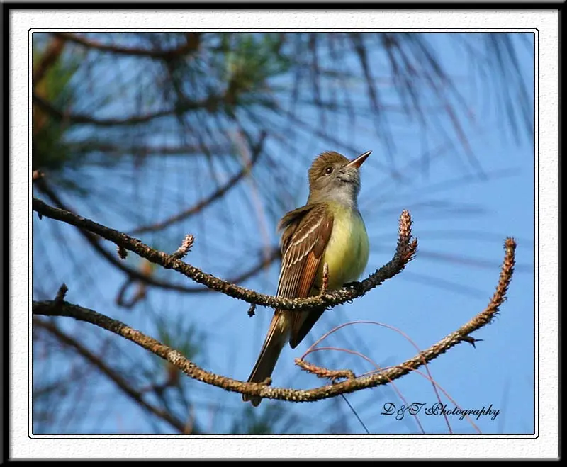Bird and Flowers1