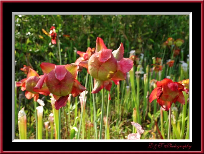 Bird and Flowers2