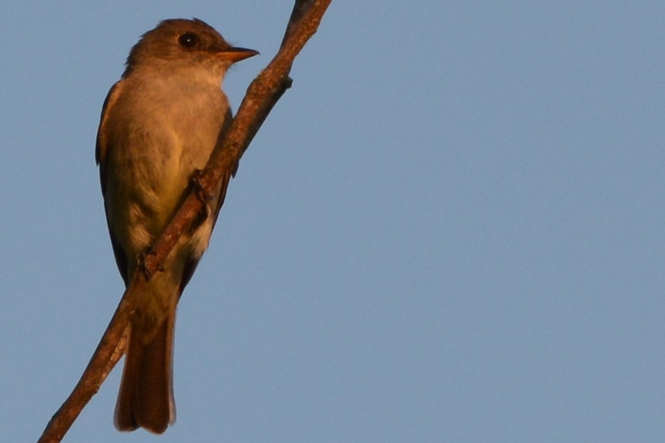 Bird in a Tree