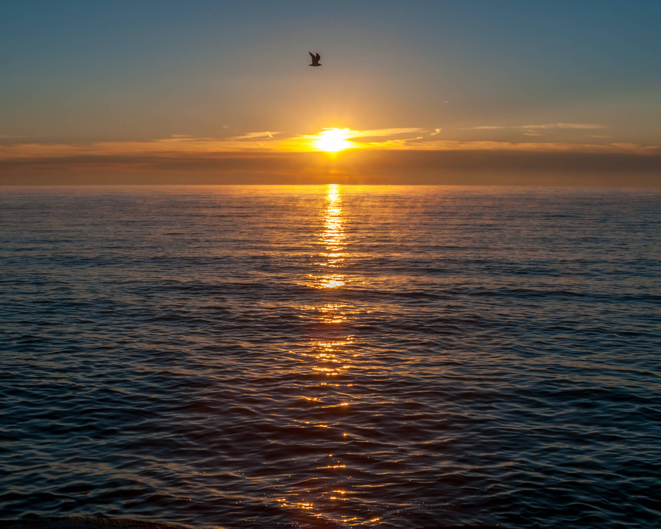 Bird in the sun