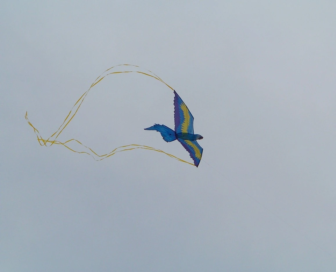 Bird kite