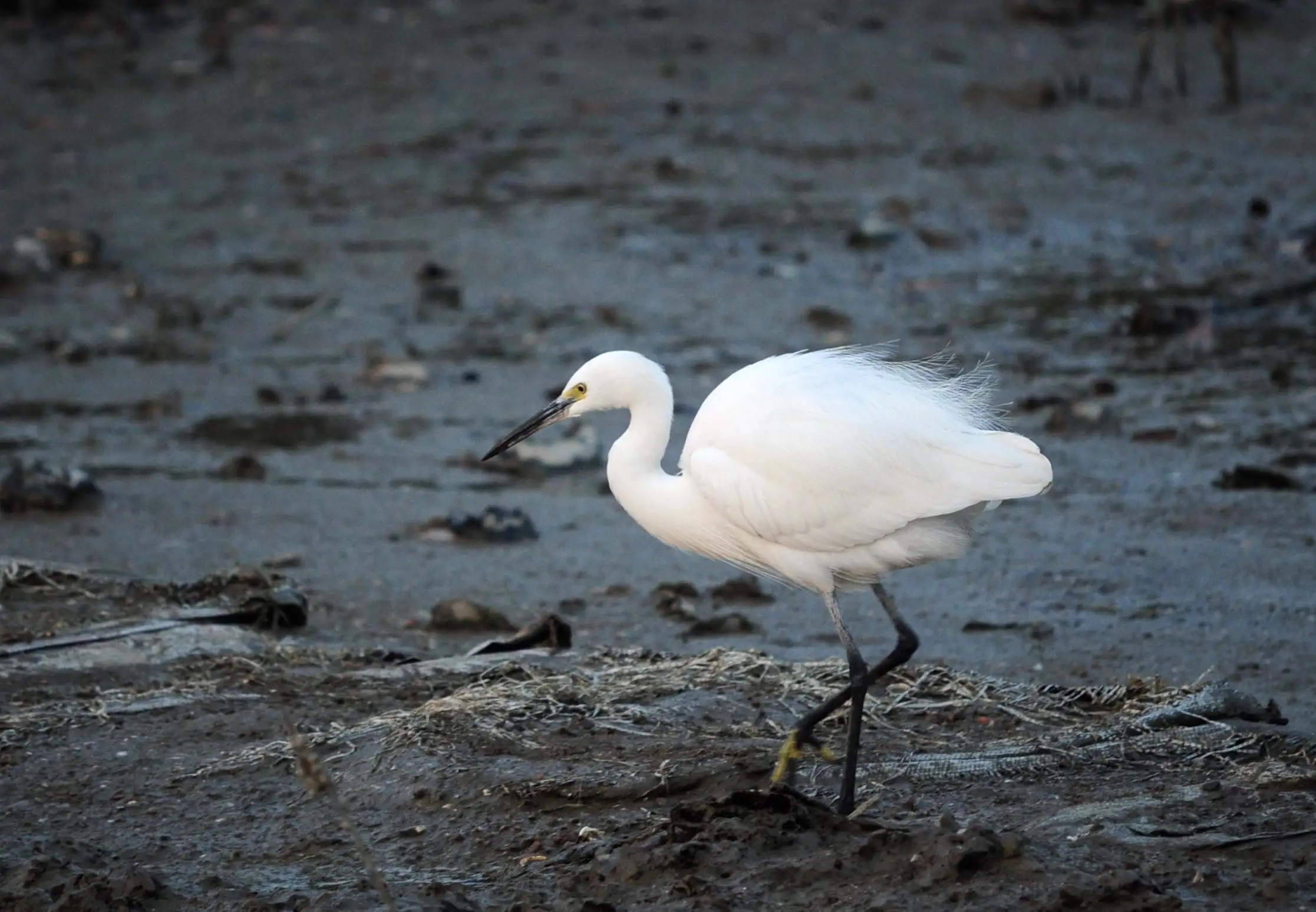 bird
