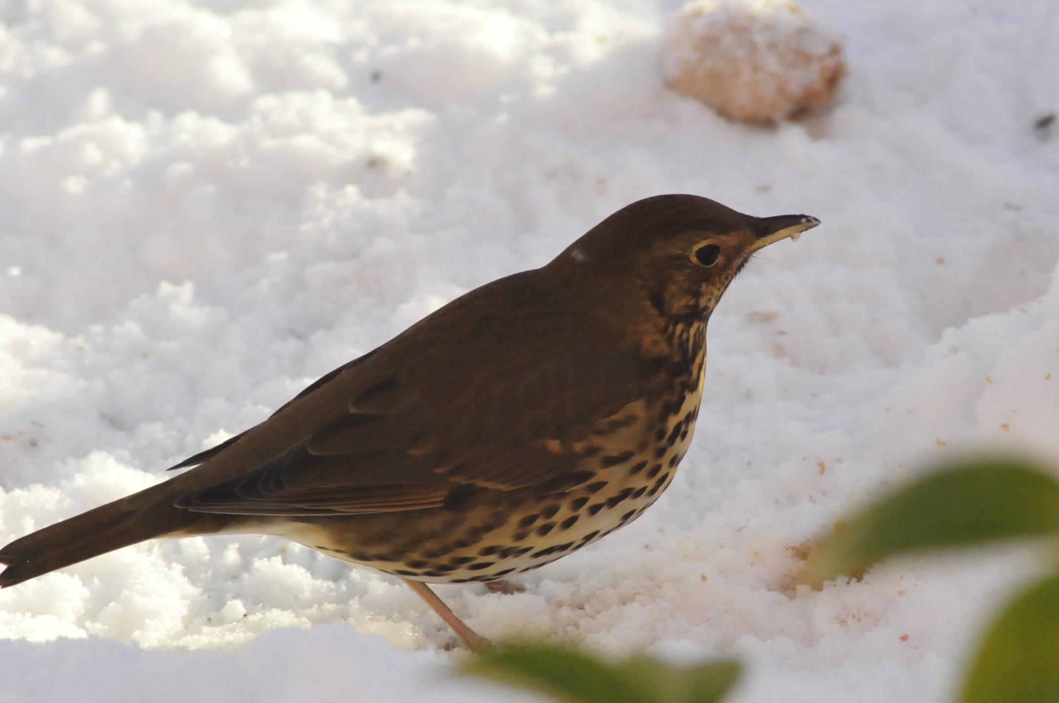 Birds in the garden