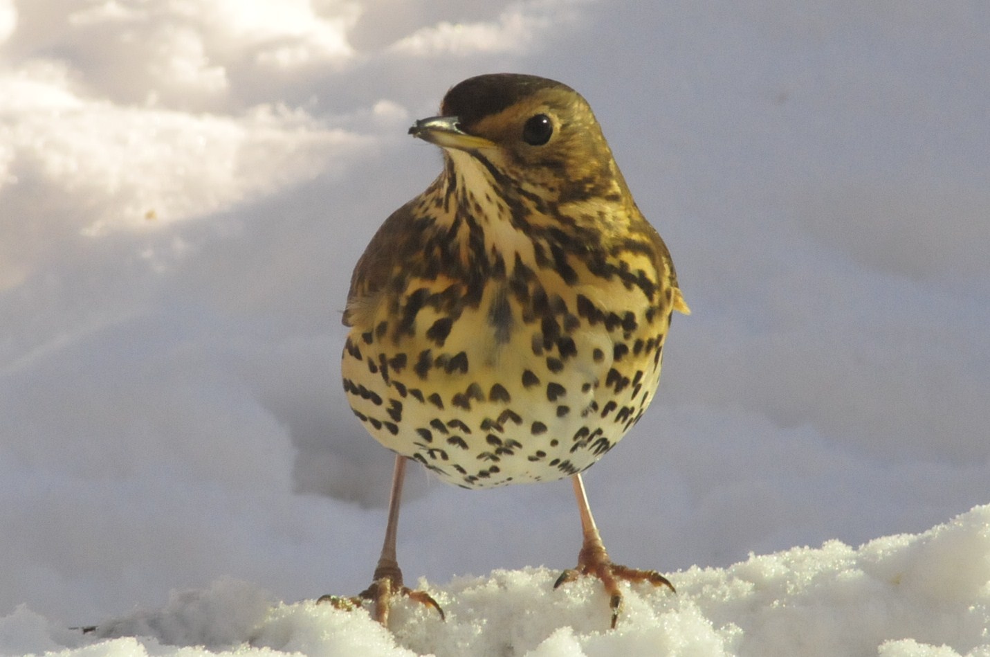 Birds in the garden