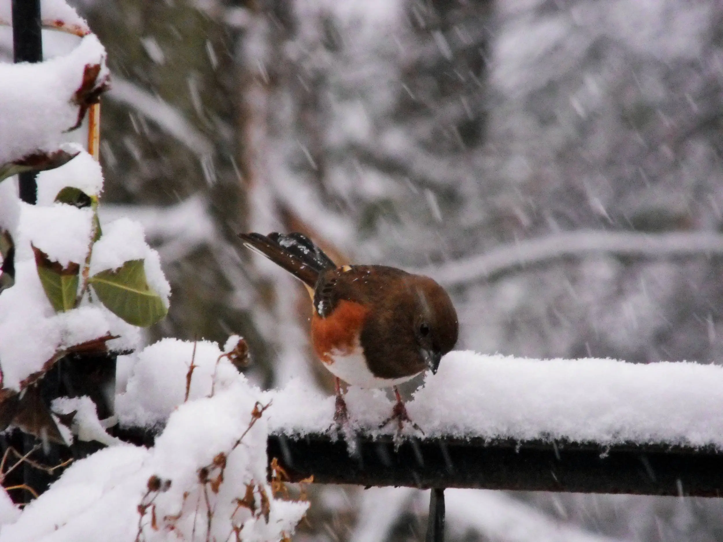 Birds in the snow