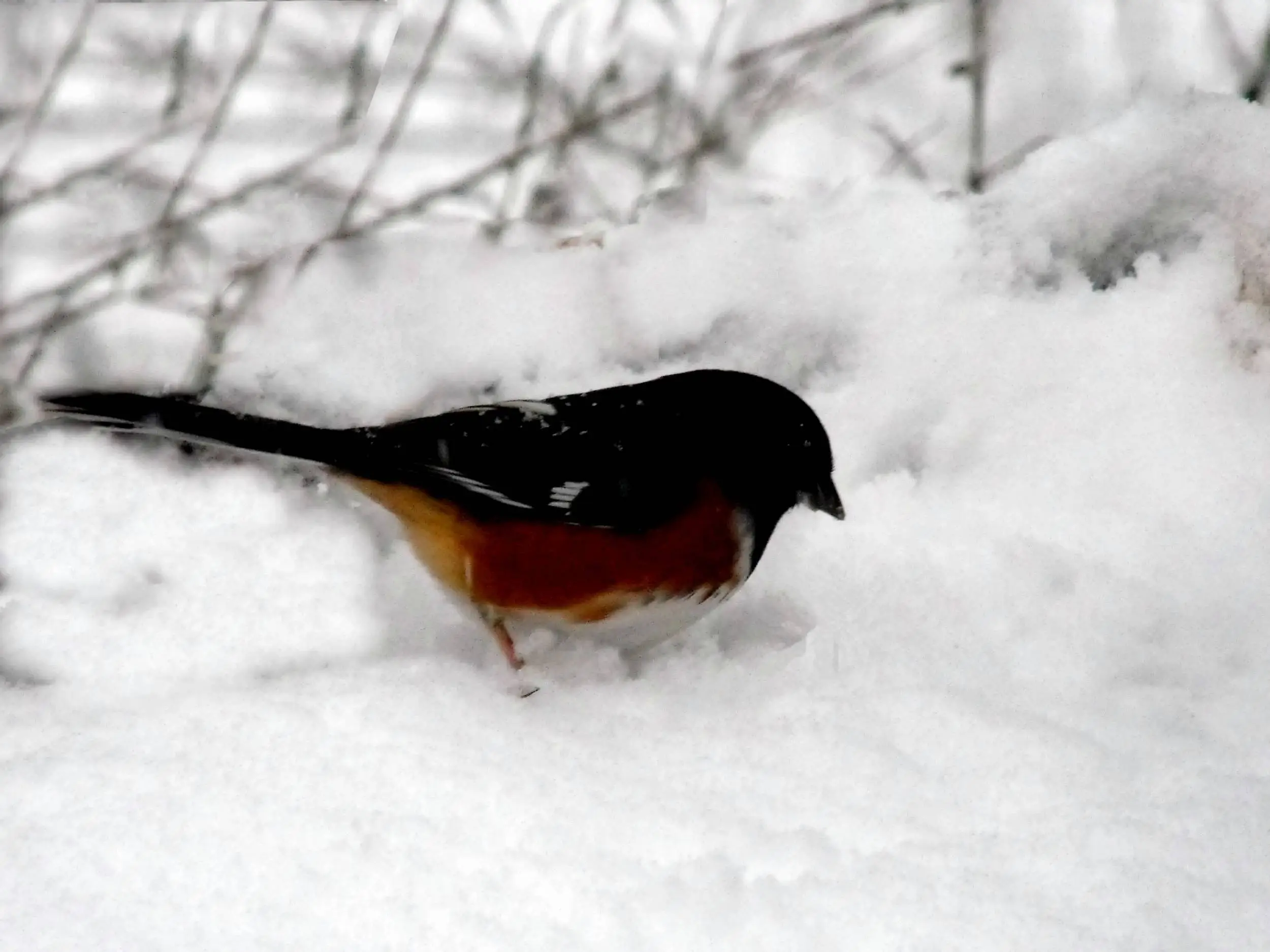 Birds in the snow