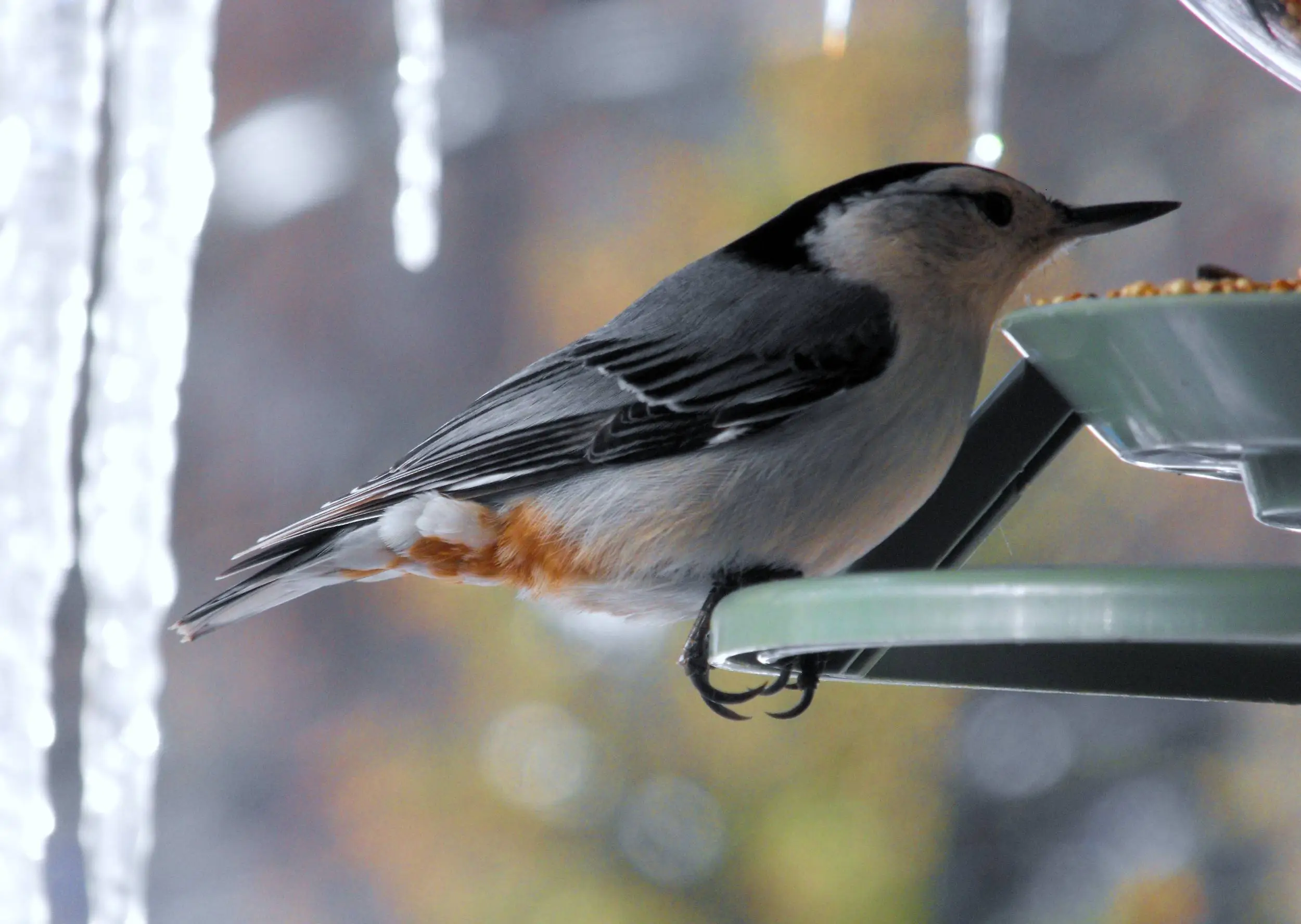 Birds in the snow