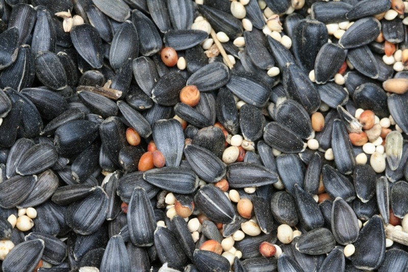 Birdseed in a Drum