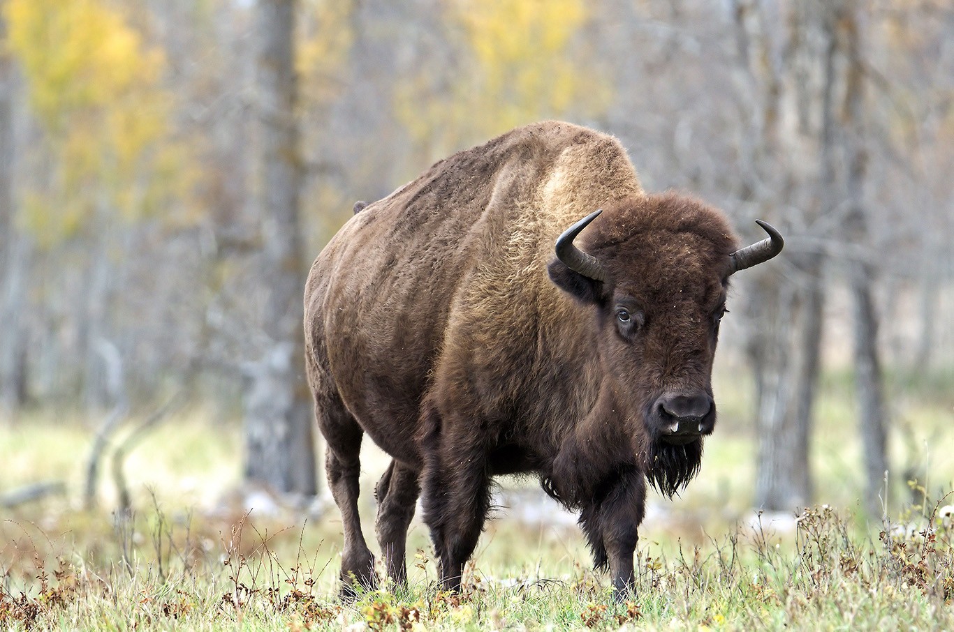 Bison - EINP