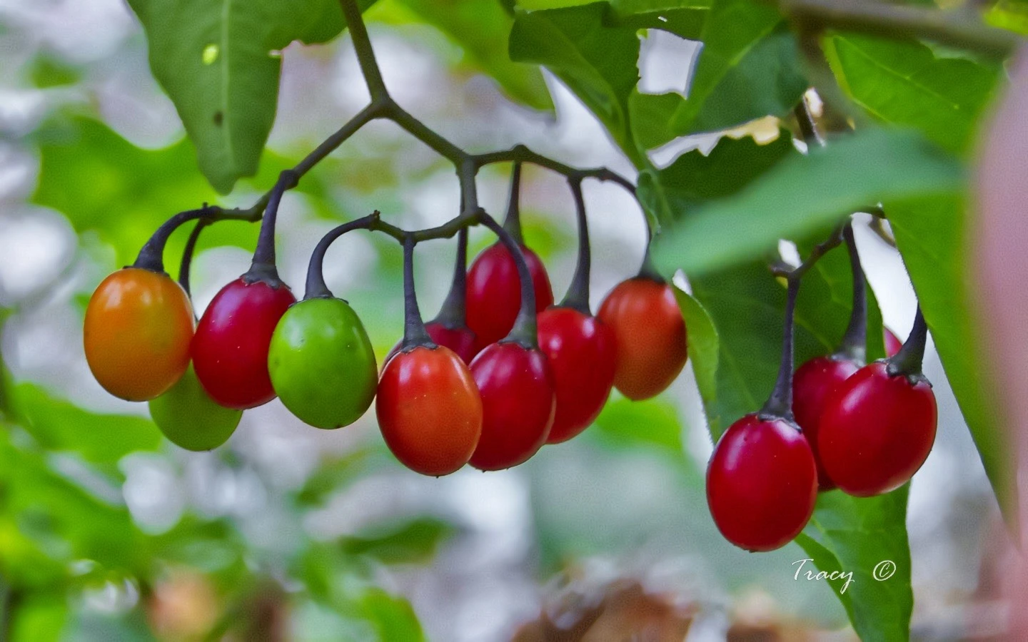 Bittersweet nightshade (Solanum dulcamara)