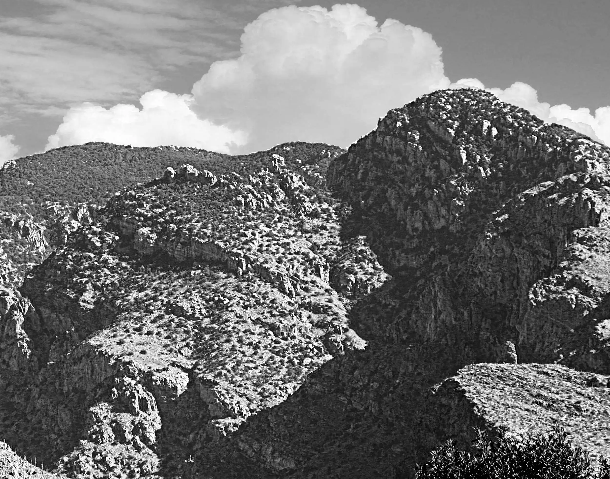 Black and white near Globe Arizona