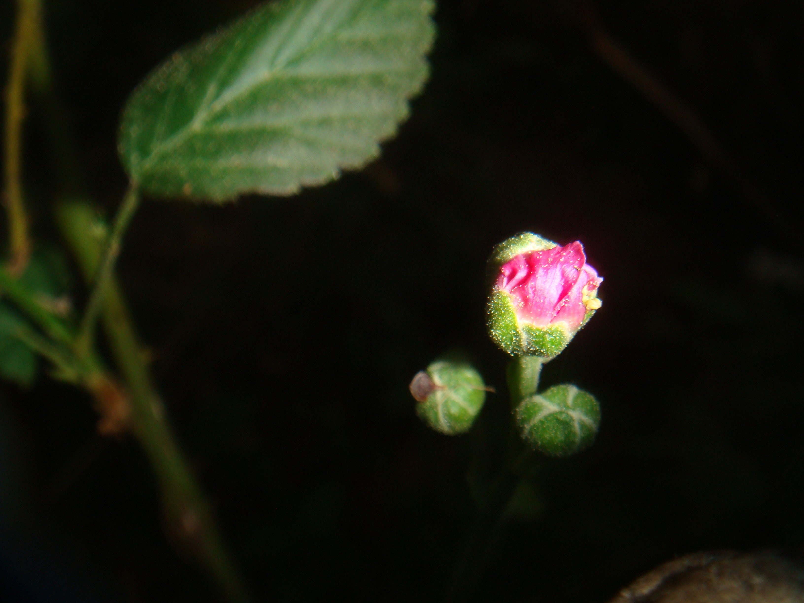 Black Barry Flower Bud