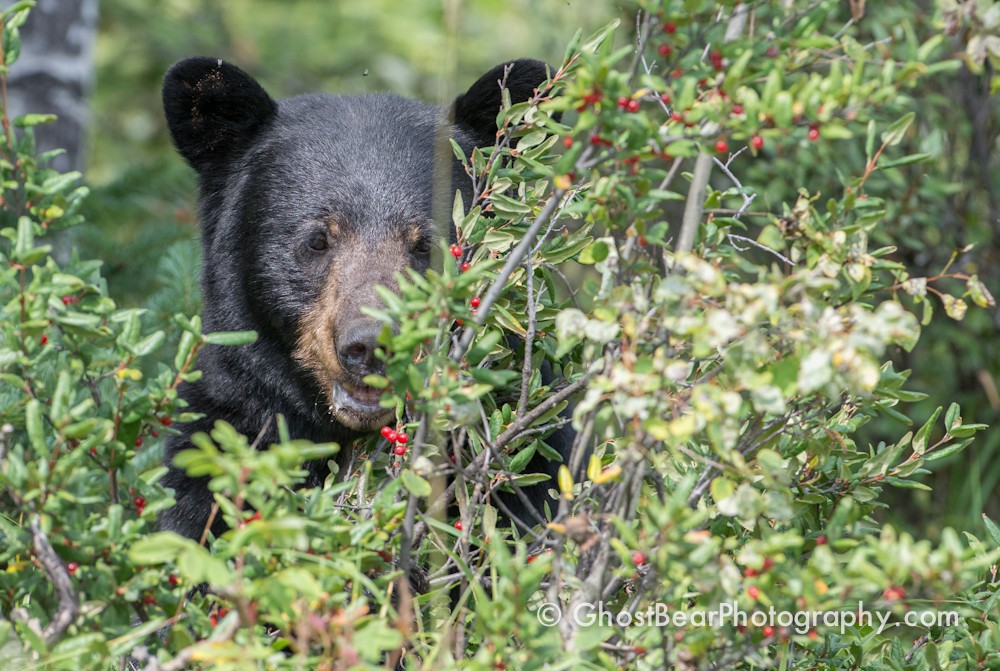 Black Bear on Jasper's Maligne Lake Road