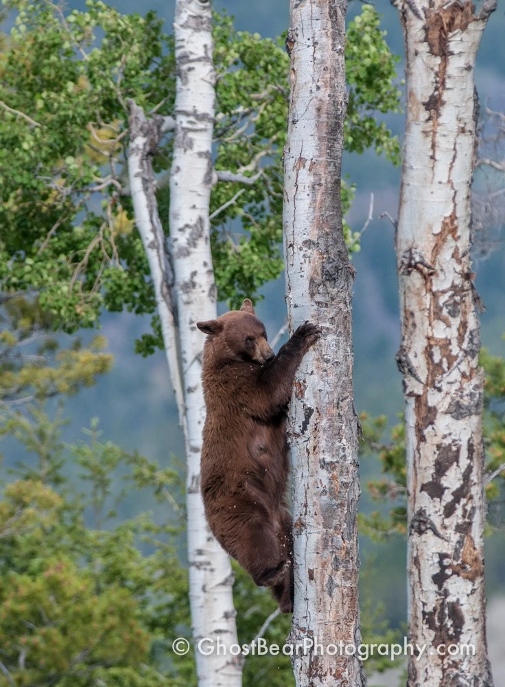 Black Bear