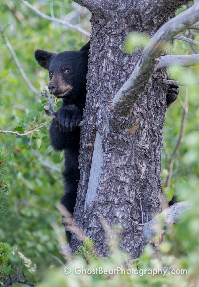 Black Bear