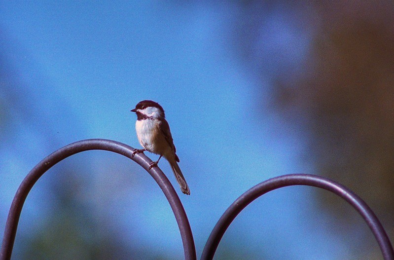 Black Capped Chickadee