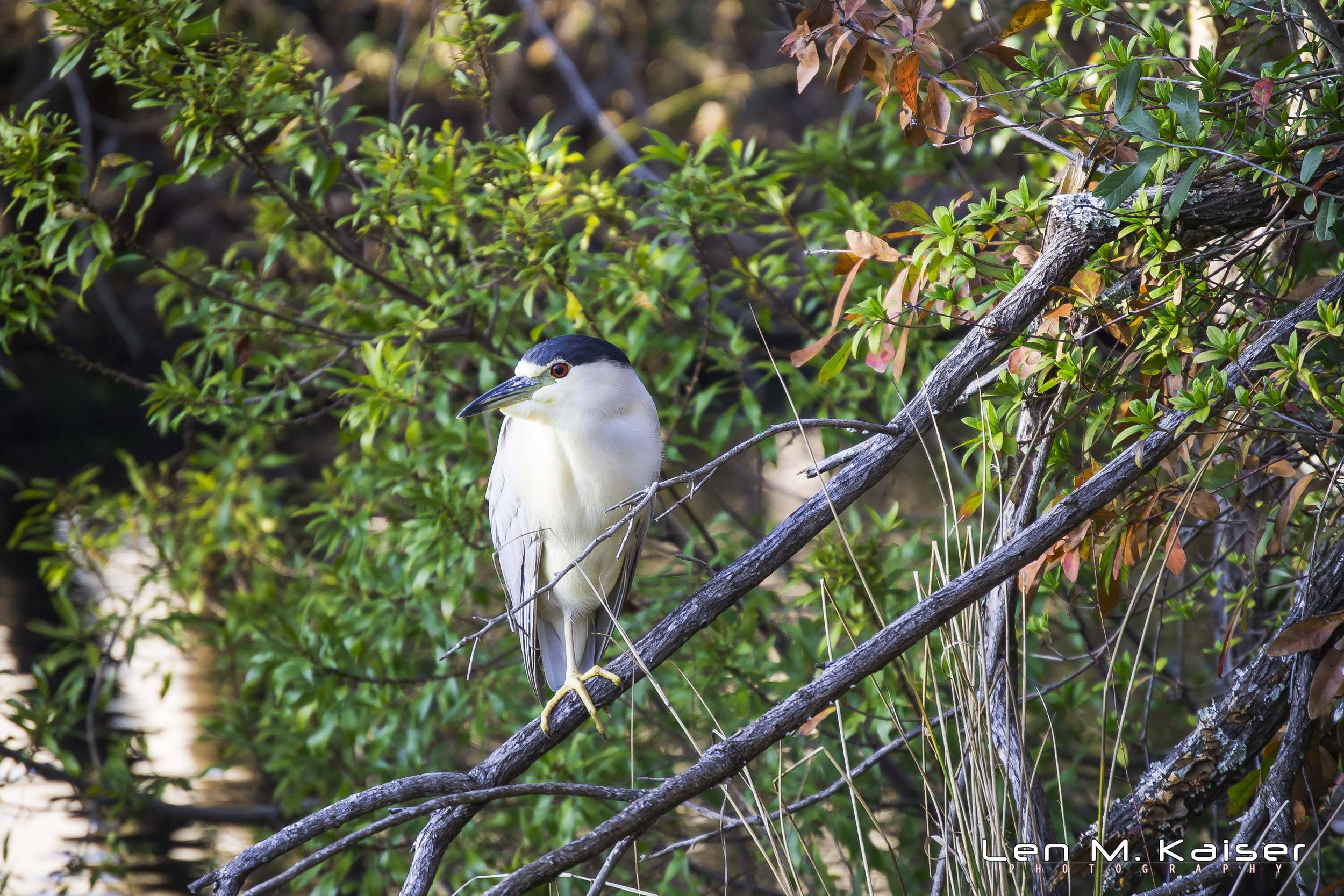 Black-Crowned Night Heron