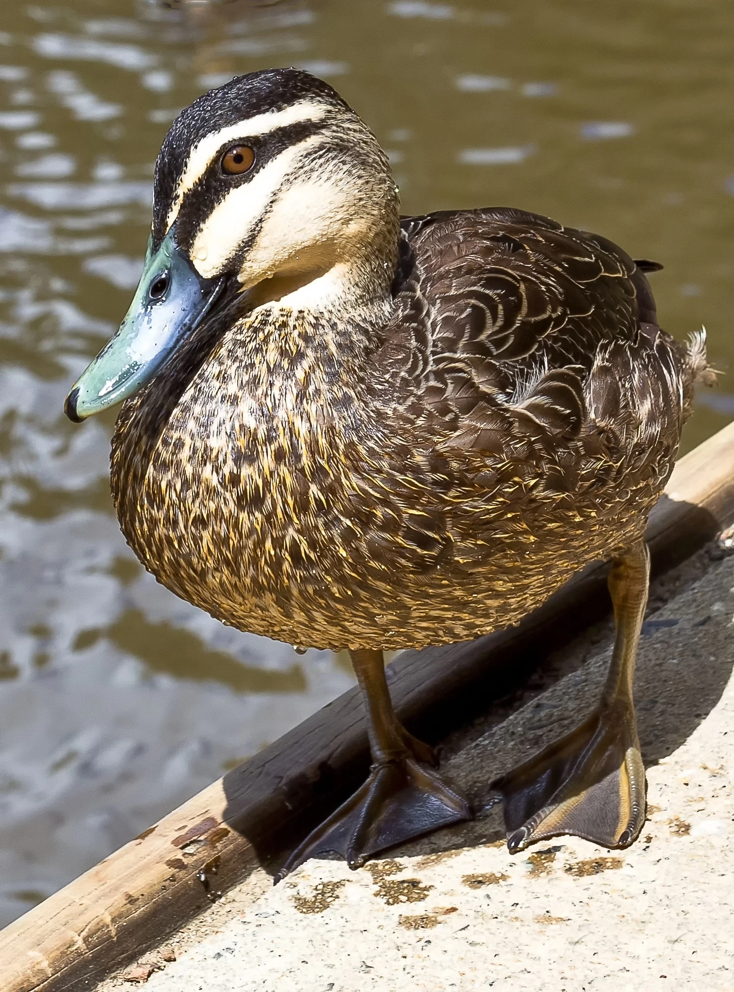 Black Duck